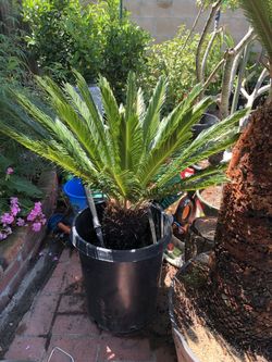 Sago Palms