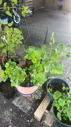 Tomatillo succulents, fire plant, geranium. Azalea