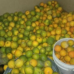 Naranjas.   10$   La Cubeta.   Aproximadamente  22 Libras 