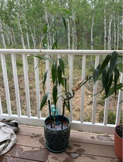 Large Bamboo Plant in Decorative Pot