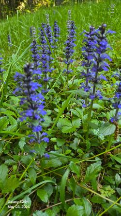 Blue Bugleherb (Ajuga reptans) ground cover
