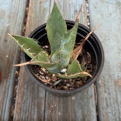 Agave Parrasana  The Cabbage Head Agave