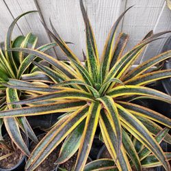 Mangave Kaleidoscope Variegated 3-g , No Agave Succulent Plant