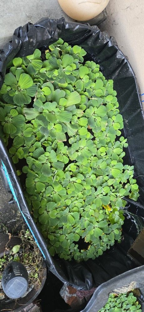 Pond Plants (Water Lettuce)