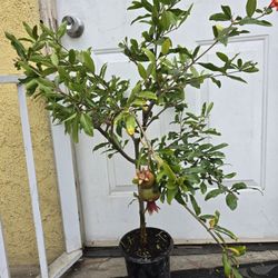 Pomegranate Tree 