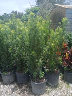 Podocarpus Hedges 4-4.5'ft $19🌸