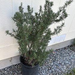 Rosemary Plant In 5gl