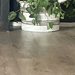 Pothos Plant In New Wicker Basket 