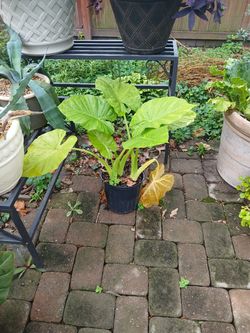 Thailand Giant elephant ear