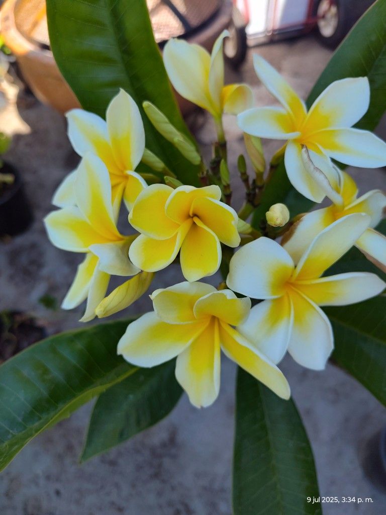 Plant Plumeria