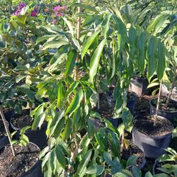 Lychee fruit trees on sale now $50