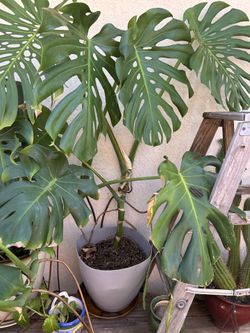 2 Monstera plants and plants 1 Fiddle Fig plant  $110.00 ..Please read description )