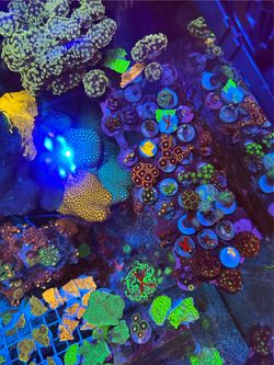 Various fake reef tank coral decorations