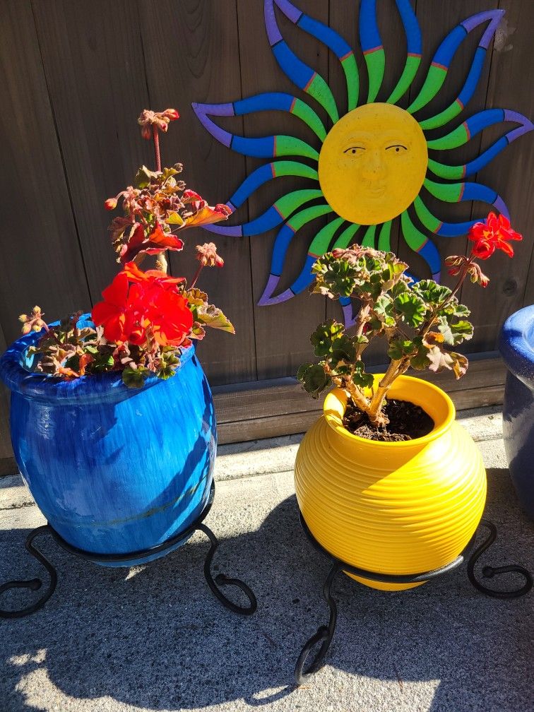 Blue And Yellow Pots With Geraniums