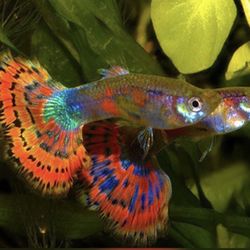 Variegated guppy ( MIX ) 2.5 - 2.8cm / 1-1.1