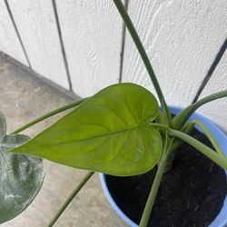 Philodendron 
