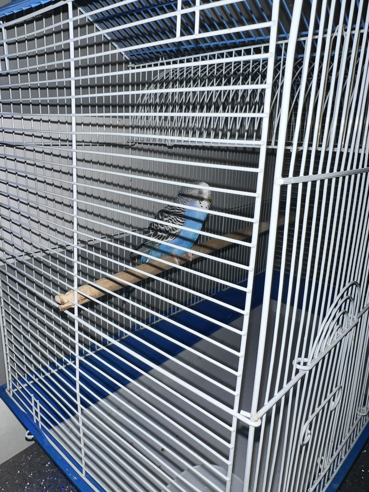 Bird Cage With Everything