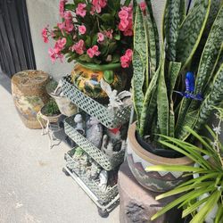 Alot Of Different Plants Different Pots And Plant Stands For Sale Everything Must Go!!!!!!