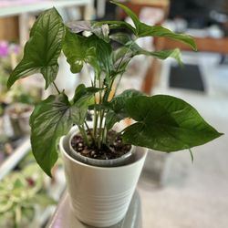 Reverted Batik Syngonium