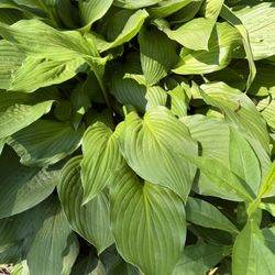 Solid Green Hostas. These Are Perennial Plants that will bloom Lavender flowers . $4 a Bundle which consists of 7 Sprouts.