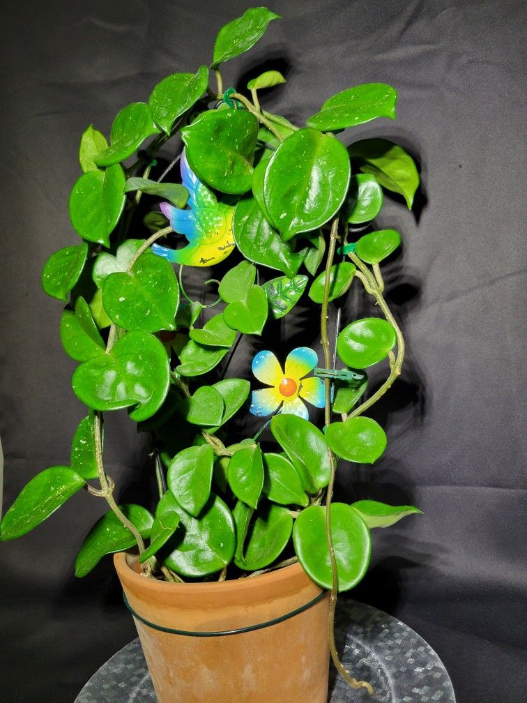 Hoya plant