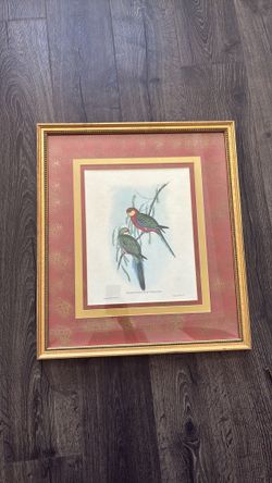 Framed and matted print titled ‘Platycercus Icterotis’