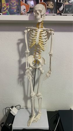 Skeleton Model