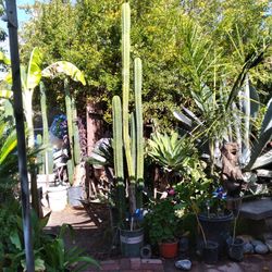 Succulents