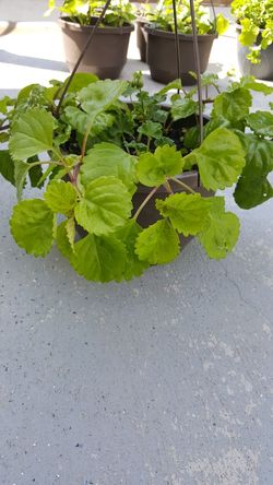 Perennial Geranium Nice green leaf plant