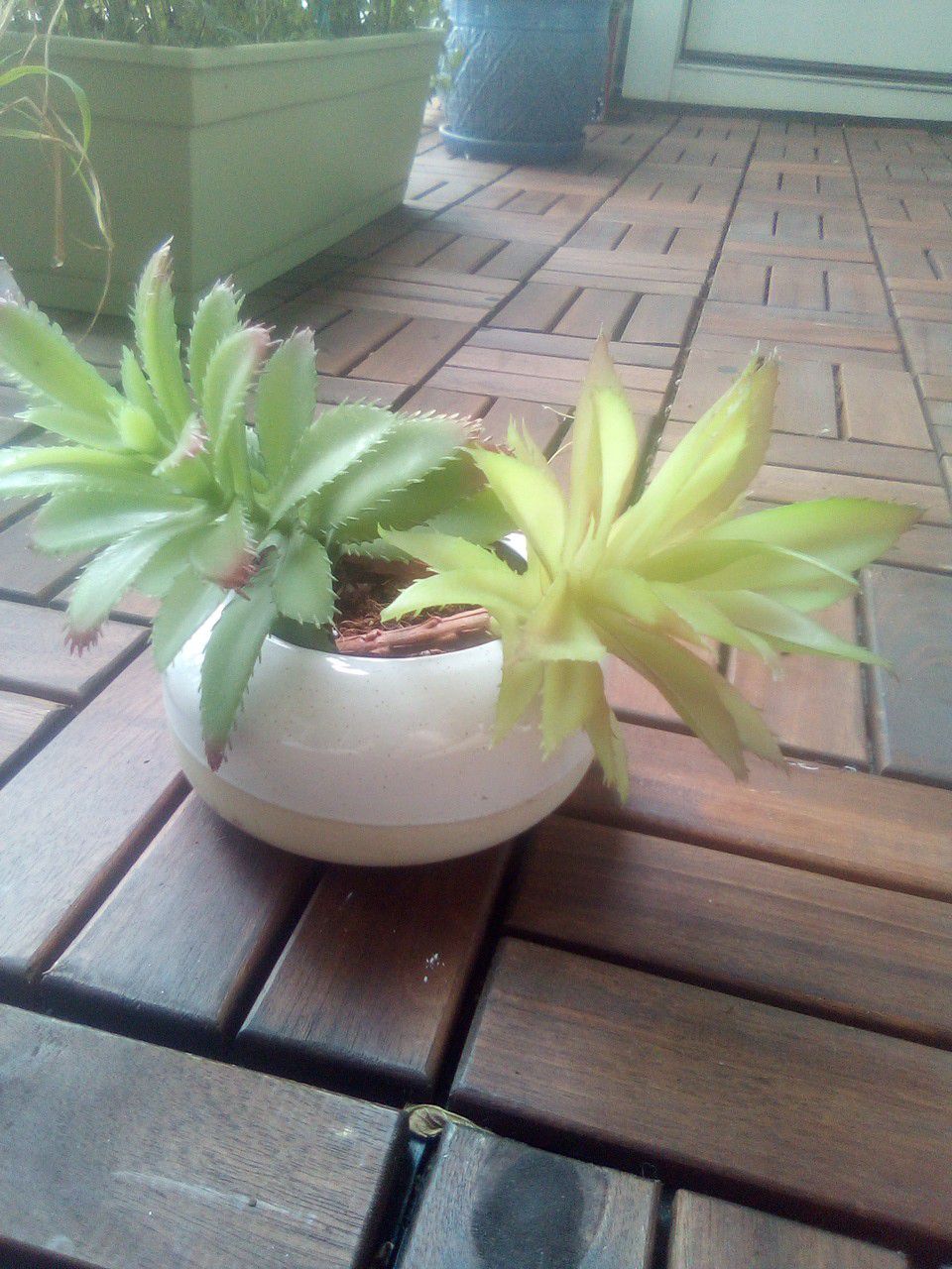 Small plant pot