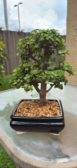 Bonsai Tree