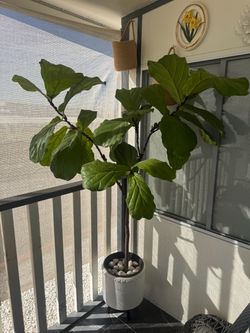 Big fiddle leaf fig tree with pot & stand