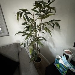 Five Foot Plant Fake