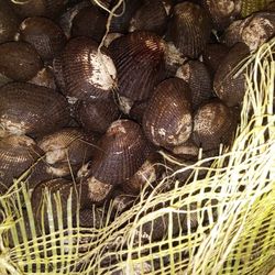 Patas De Mula Y Ostion 