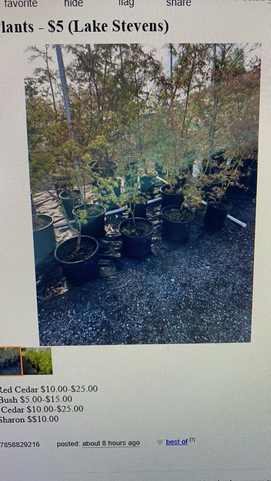 1/2 Price Plants
