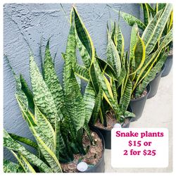 Plants (10”pot🌿Snake plants $15 each or 2 for $25)