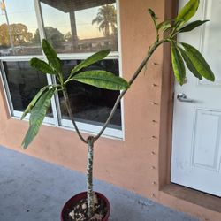 Plumeria tree - Pink Flowers 
