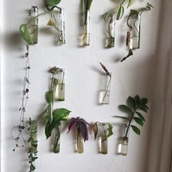  Propagated cuttings-I will put them in soil for you! 