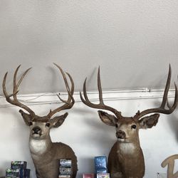 Elk Deer Antelope Shoulder & European Mount