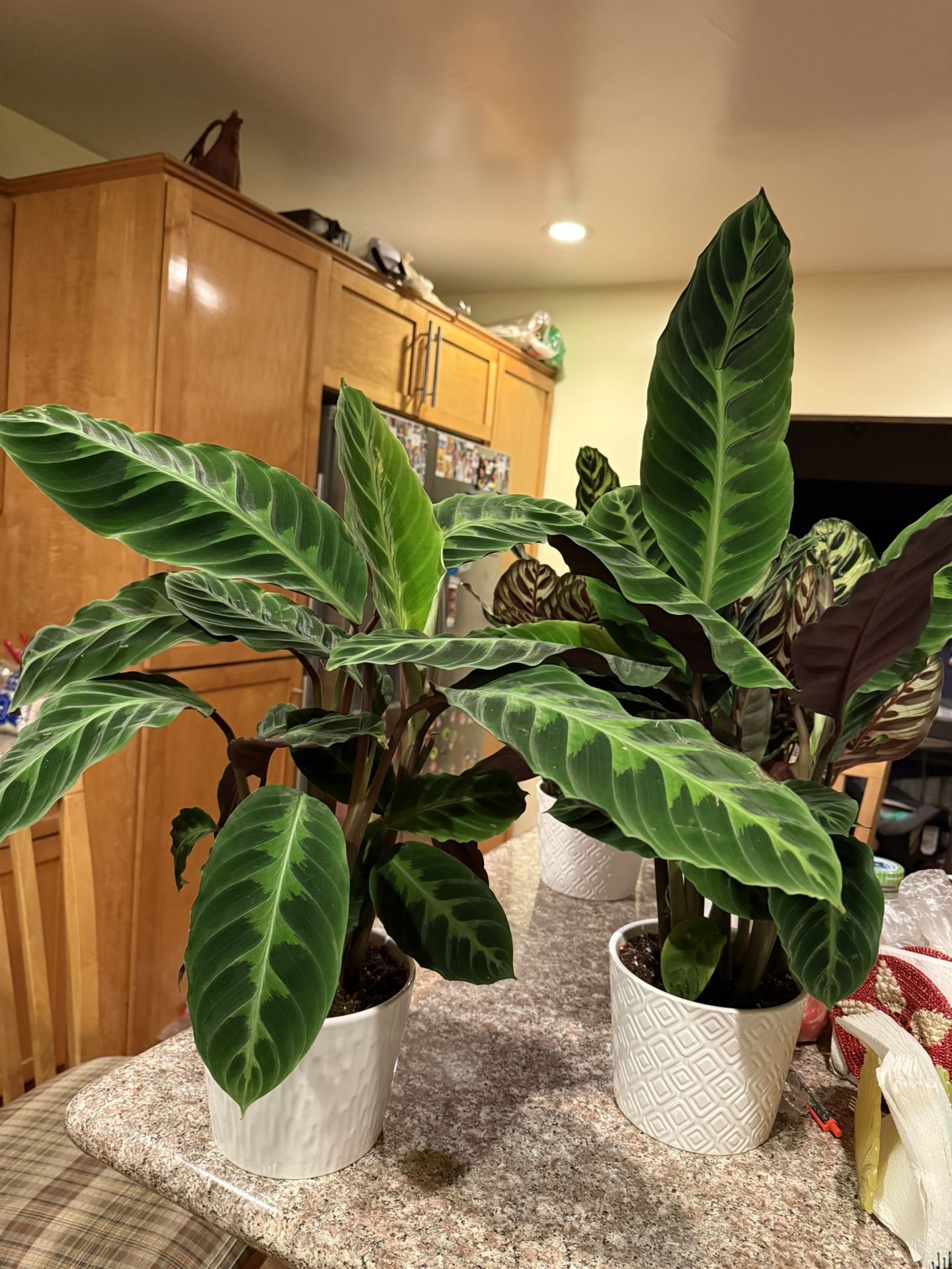 Calathea Jungle Velvet, Ceramic Pot Included