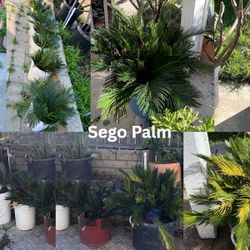 $5 Sego Palm Plants