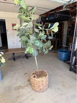 6’ tall artificial plant.