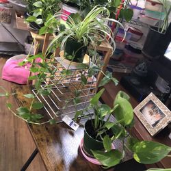 Spider And Wondering Jew / Golden Pothos Plants 🪴 For $8 Each 