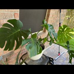 Live Monstera Plant 