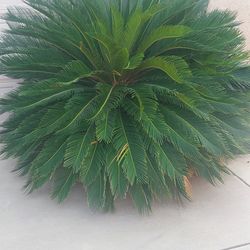 BEAUTIFUL SAGO PALM