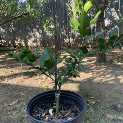 Kaffir Lime Tree (Chanh Lá So Tham)