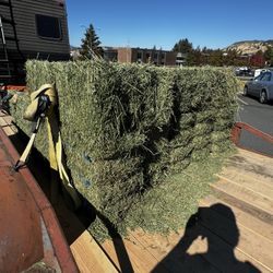Clean Second Cutting Alfalfa 