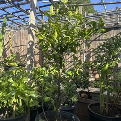 Pomelo Plant For Sale