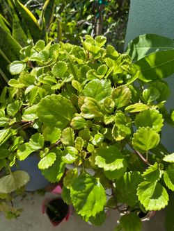 Money plant