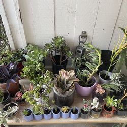 🌵🪴PLANTS FOR SALE! OVER 30 PLANTS 🌱🪻